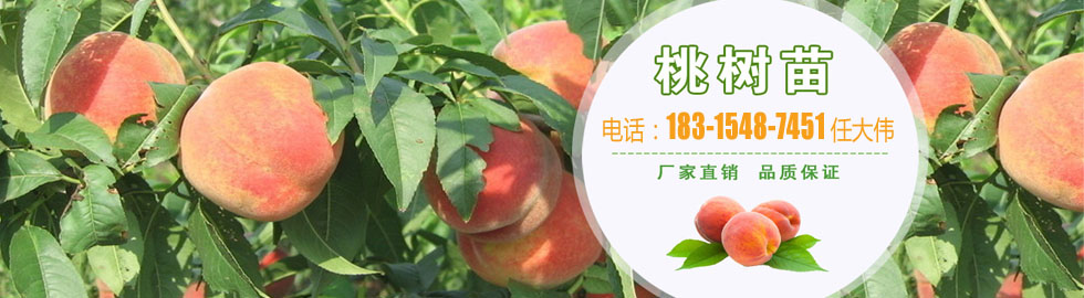 草莓苗
