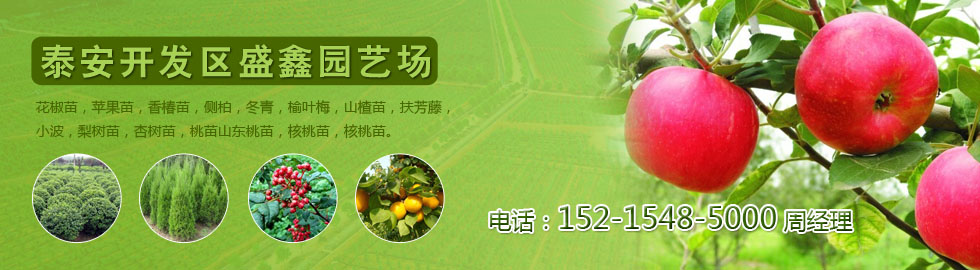 桃苗