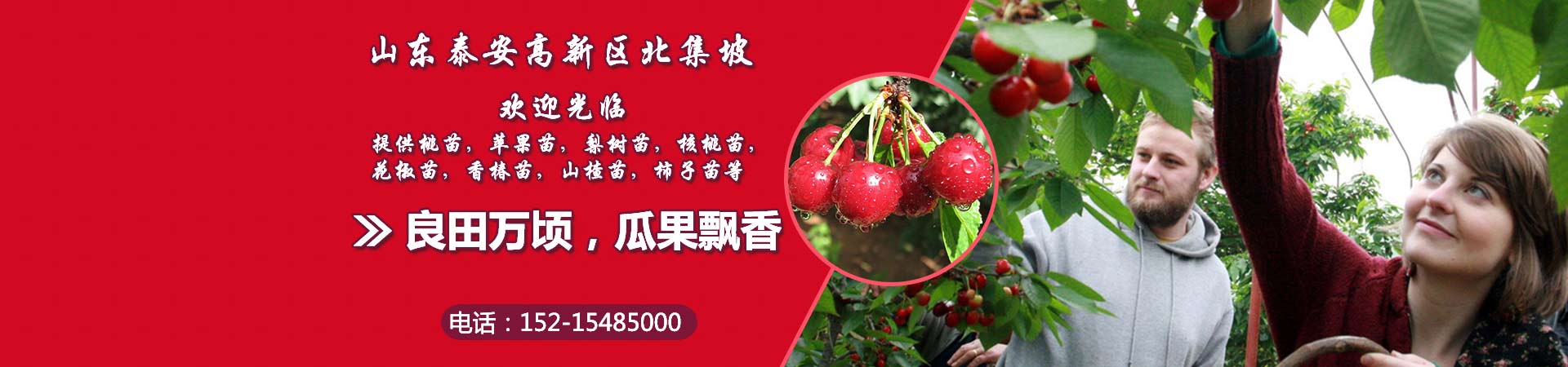 桃苗