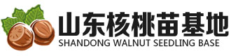 [青岛]核桃苗基地(青岛市分公司)