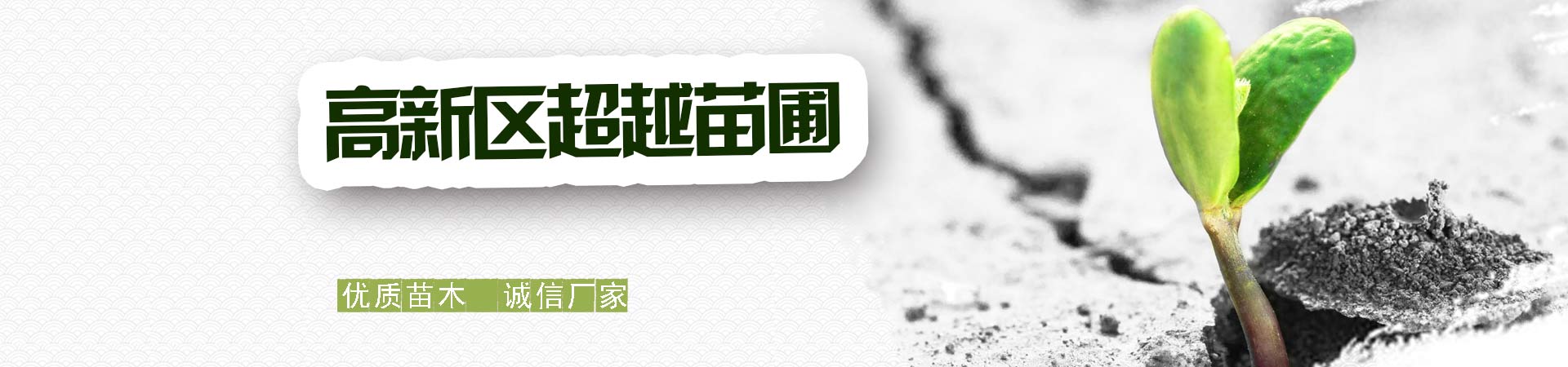 草莓苗、香椿苗、花椒苗、蓝莓苗、核桃苗、吉塞拉樱桃苗、突围桃苗等