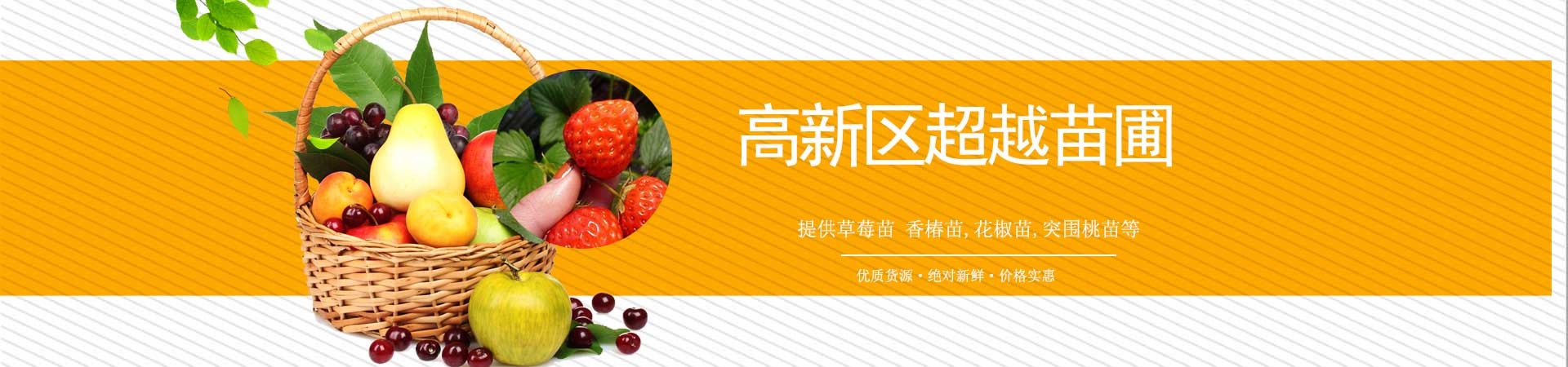 草莓苗、香椿苗、花椒苗、蓝莓苗、核桃苗、吉塞拉樱桃苗、突围桃苗等