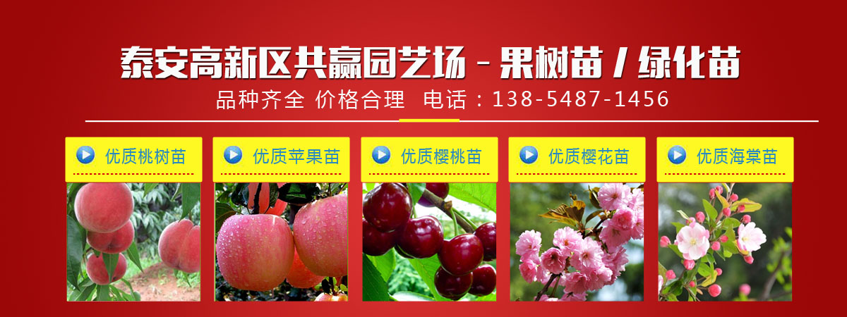 春雪、春蜜、突围、永莲蜜桃冬雪王桃、福桃、中华寿桃、蟠油桃、中油系列等优质桃树苗）、苹果苗（中秋王苹果苗、柱状苹果苗、富士系列等）、核桃苗（香玲、清香、元丰、8518等）、草莓苗（白草莓苗、红颜草莓苗、甜宝草莓苗、甜查理草莓苗等）、吉塞拉矮化大樱桃苗（车厘子大樱桃苗）、梨树苗、杏树苗、龙柏苗、龙柱碧桃、侧柏苗、花椒苗、香椿苗、葡萄苗、蓝莓苗、山楂苗等产品