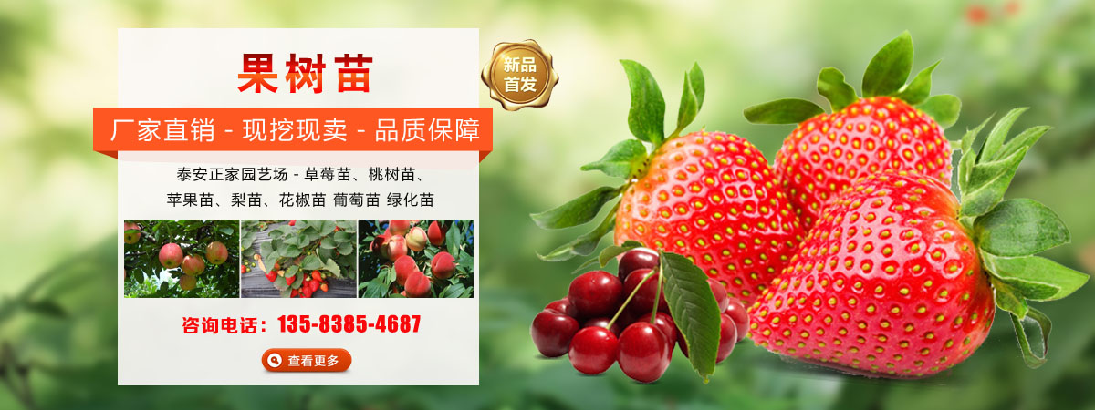 草莓苗、桃树苗、苹果苗、梨苗、花椒苗、葡萄苗、绿化苗