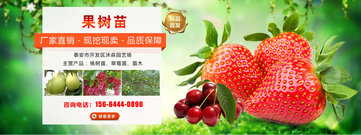 桃树苗