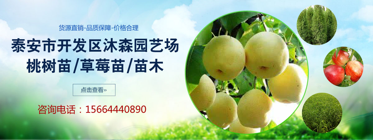 桃树苗