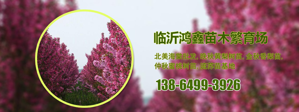 桃树苗