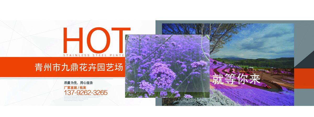 时令草花、宿根花卉