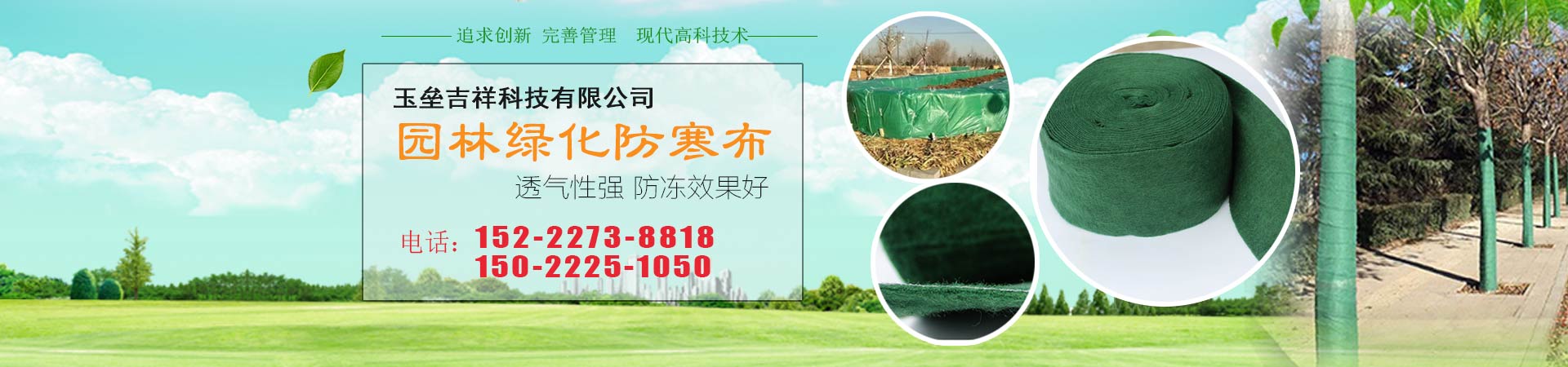 缠树带